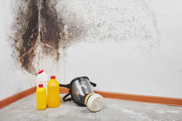 Best Black Mold Removal  in Rowland Heights, CA