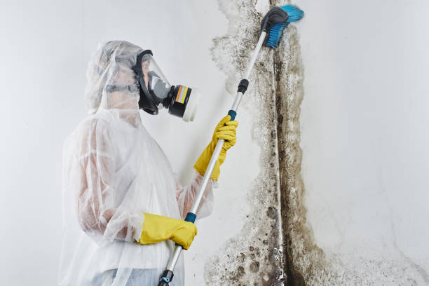 Best Local Mold Removal Service  in Rowland Heights, CA