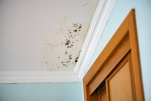 Best Mold Damage Repair  in Rowland Heights, CA