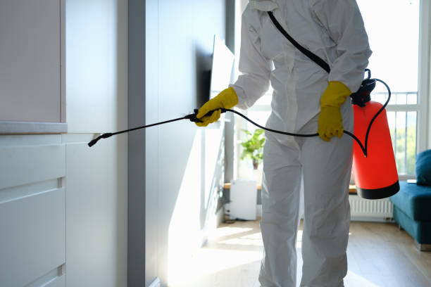 Trusted Rowland Heights, CA Mold Removal Experts