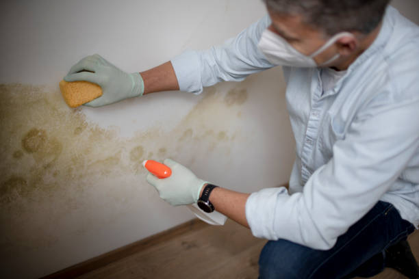 Best Mold Testing  in Rowland Heights, CA