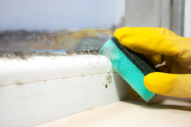 Best Home Mold Removal  in Rowland Heights, CA
