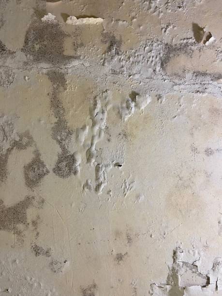 Best Commercial Mold Removal  in Rowland Heights, CA