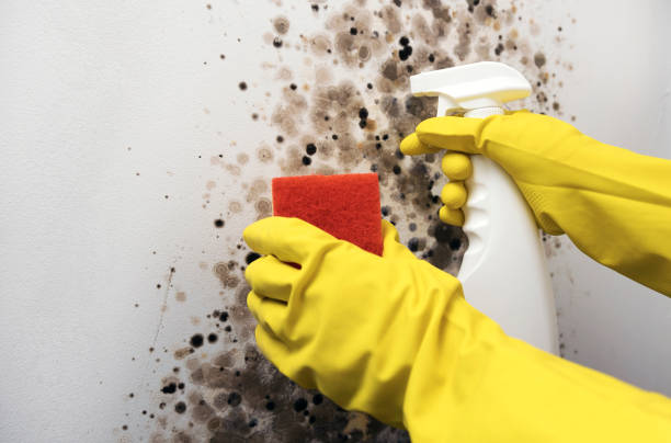 Best Attic Mold Removal  in Rowland Heights, CA