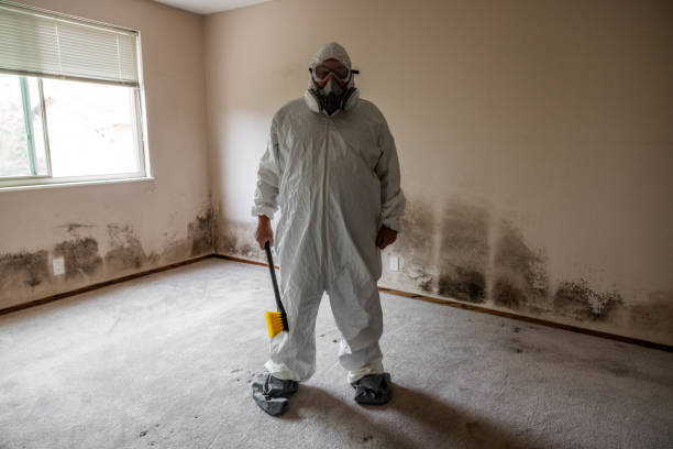 Best Mold Damage Repair  in Rowland Heights, CA