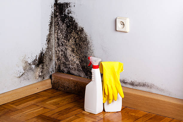 Best Mold Remediation  in Rowland Heights, CA