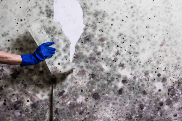 Best Black Mold Removal  in Rowland Heights, CA