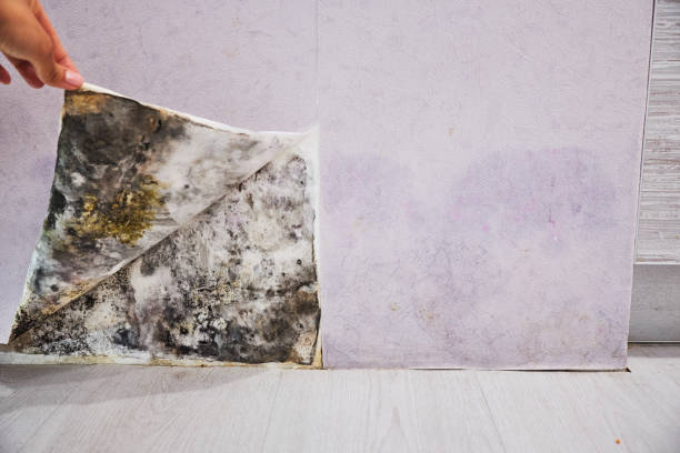 Best Mold Testing  in Rowland Heights, CA